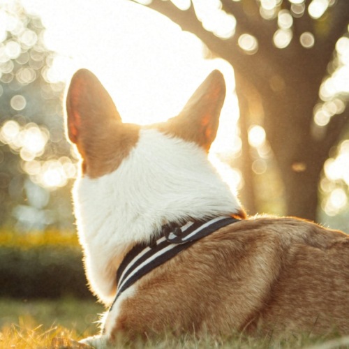 a dog outdoors 